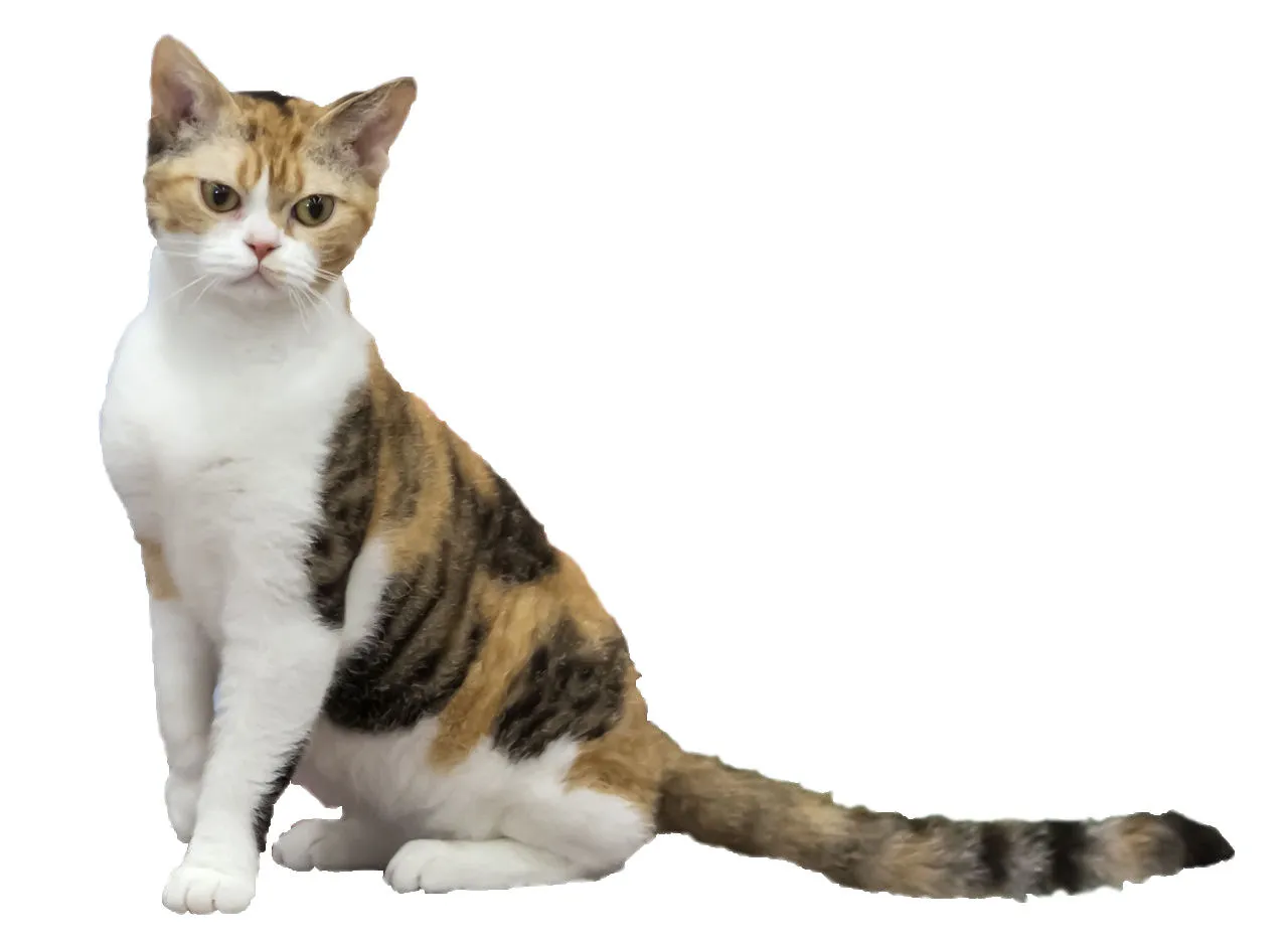 Oturmuş, tel tüyü ve beyaz-tarçın rengi kürküyle öne çıkan bir American Wirehair kedisi