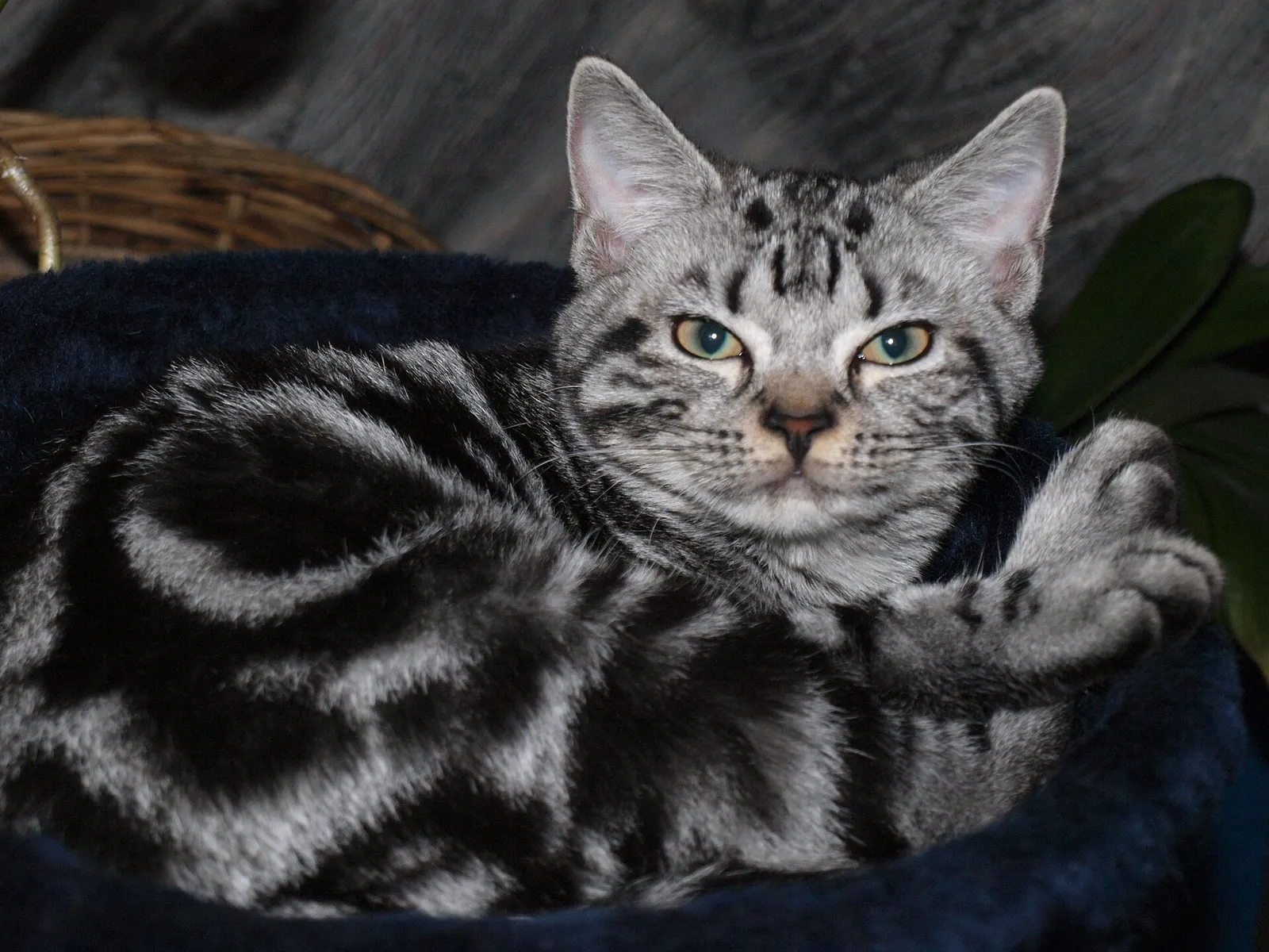 Mavi yatağında uzanmış, kameraya bakan gümüş klasik tabby desenli bir Amerikan kedisi