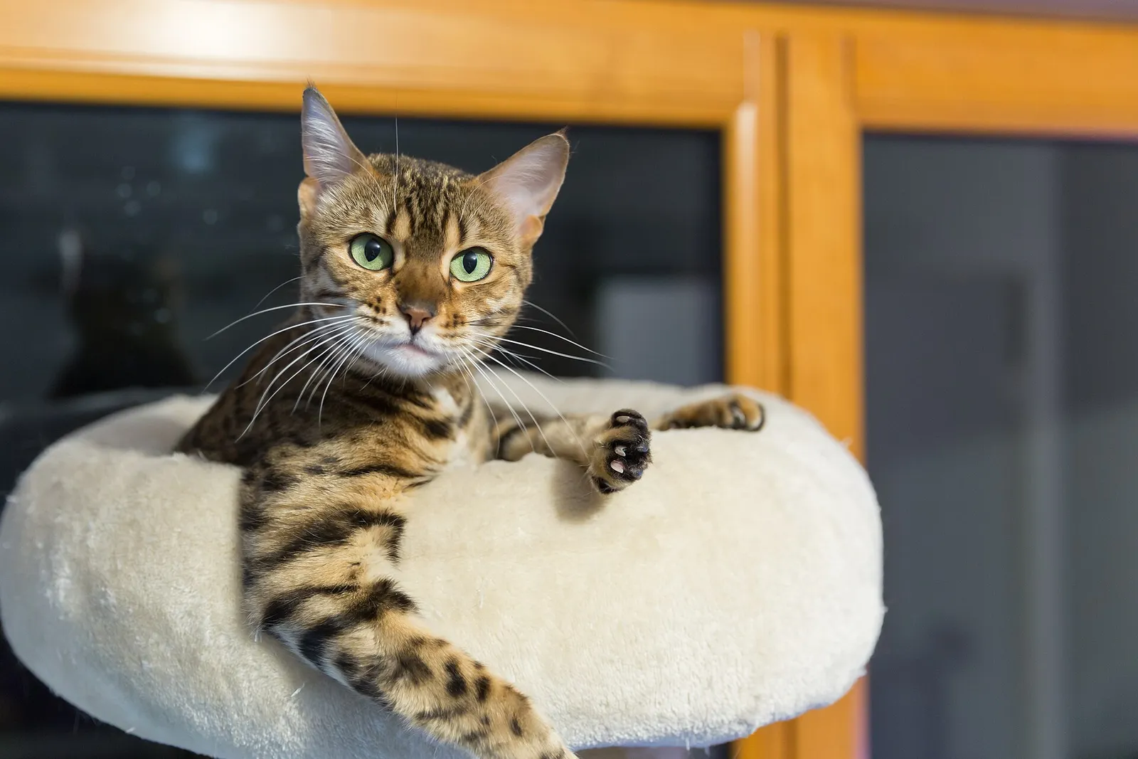 Yeşil gözlü, benekli altın postlu Bengal kedisi kedi platformunda uzanıp kameraya bakıyor