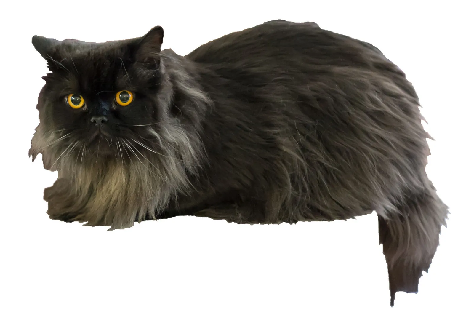 Uzun, gür tüylü siyah British Longhair kedisi kehribar gözleriyle beyaz fon üzerinde uzanıyor.