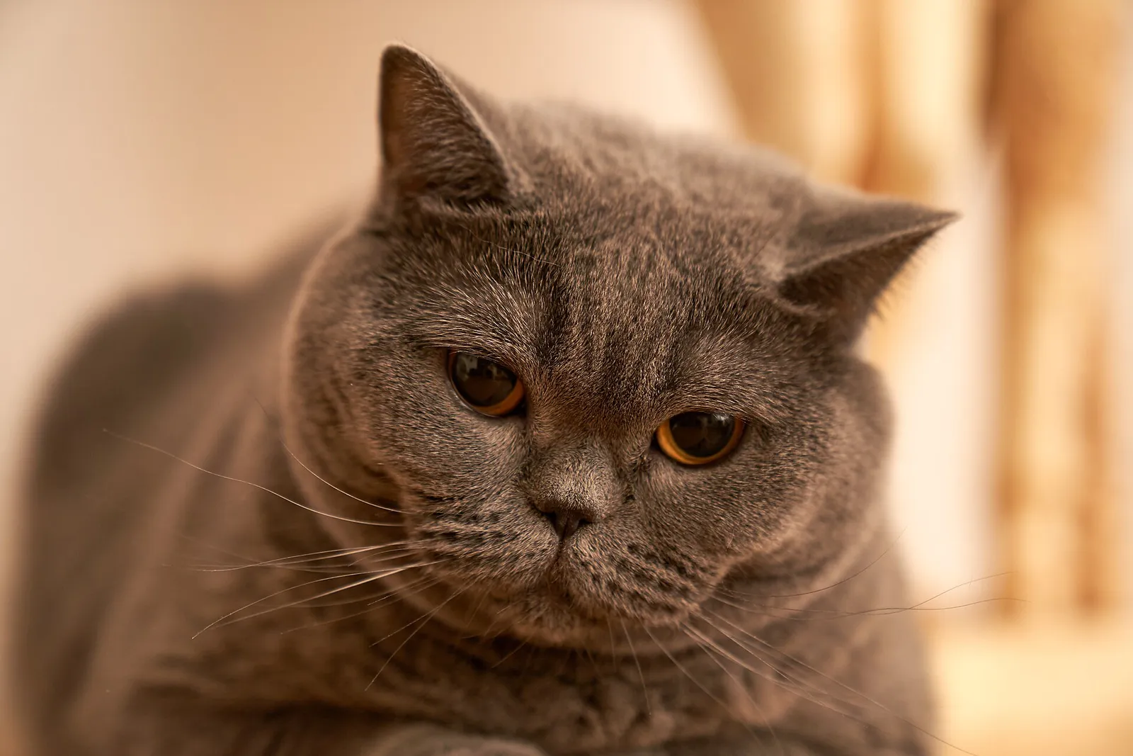 Bakır gözleri ve dolgun gri tüyleriyle kameraya bakan yetişkin bir British Shorthair kedisi.