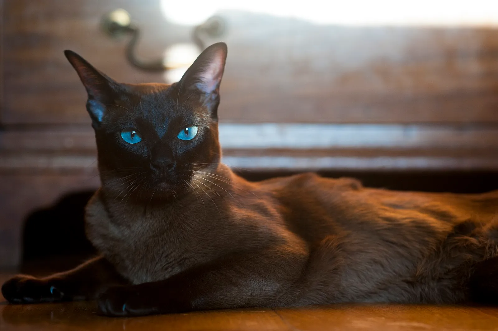 Koyu kahverengi sable Burmese kedisi ahşap zeminde uzanmış, net yüz hatlarıyla kameraya bakıyor.