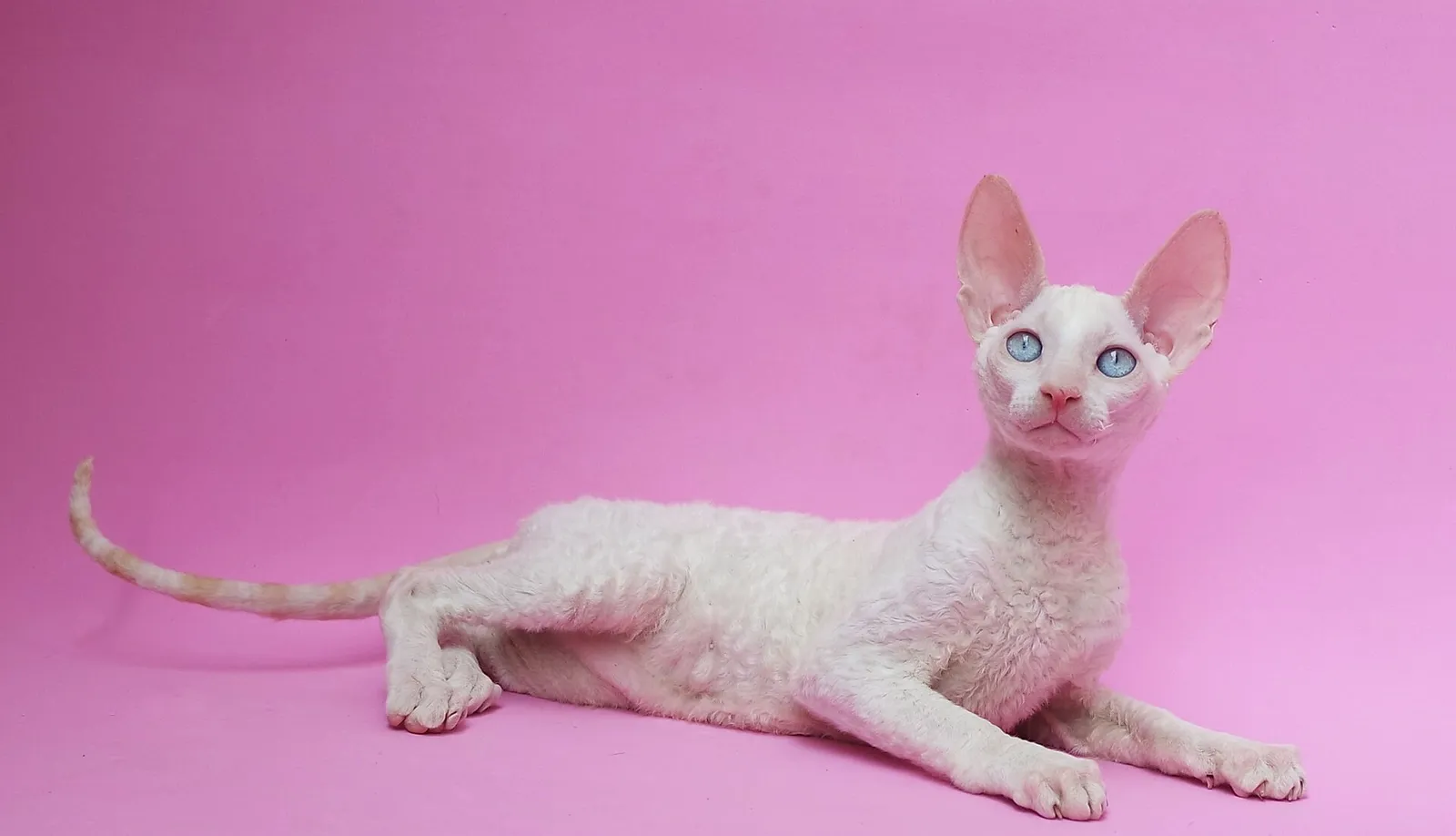 Pembe fon önünde yatan, mavi gözlü ve dalgalı beyaz tüylü Cornish Rex kedisi