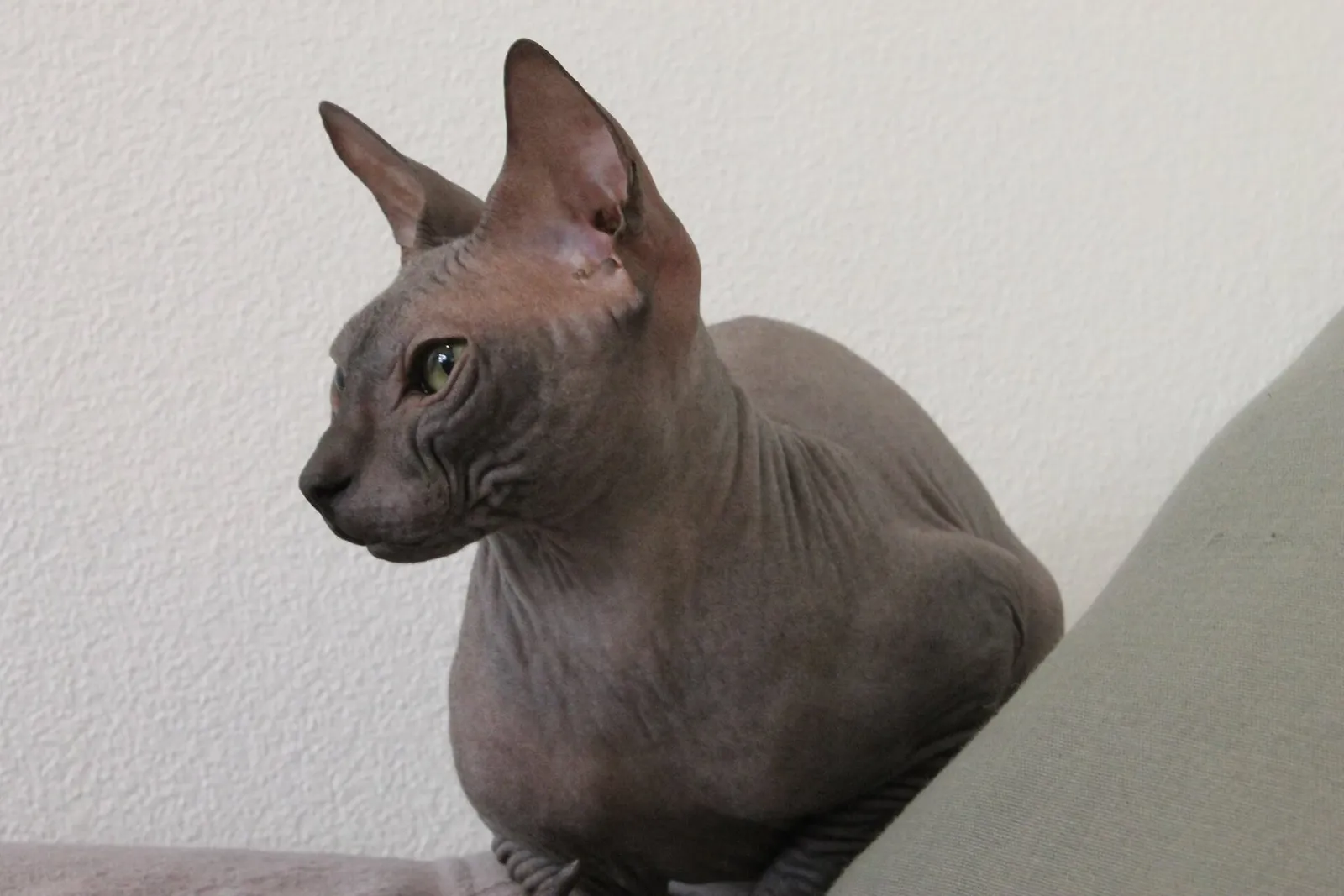 Çıplak ve kırışık derili bir Donskoy (Don Sphynx) kedisi, büyük kulaklarıyla profil hâlinde bakıyor.