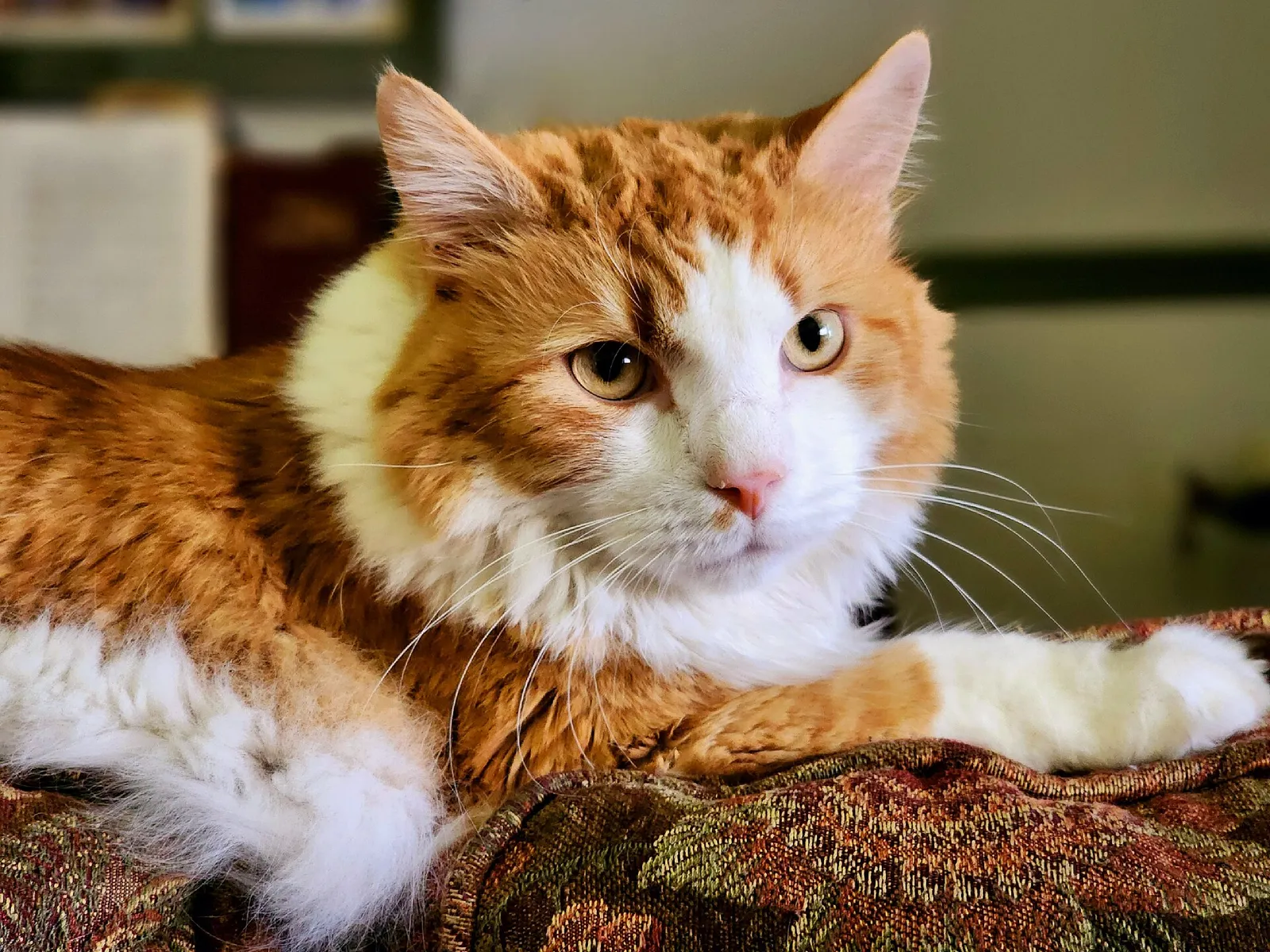 Kanepeye uzanmış, turuncu-beyaz uzun tüylü Maine Coon kedisi portresi