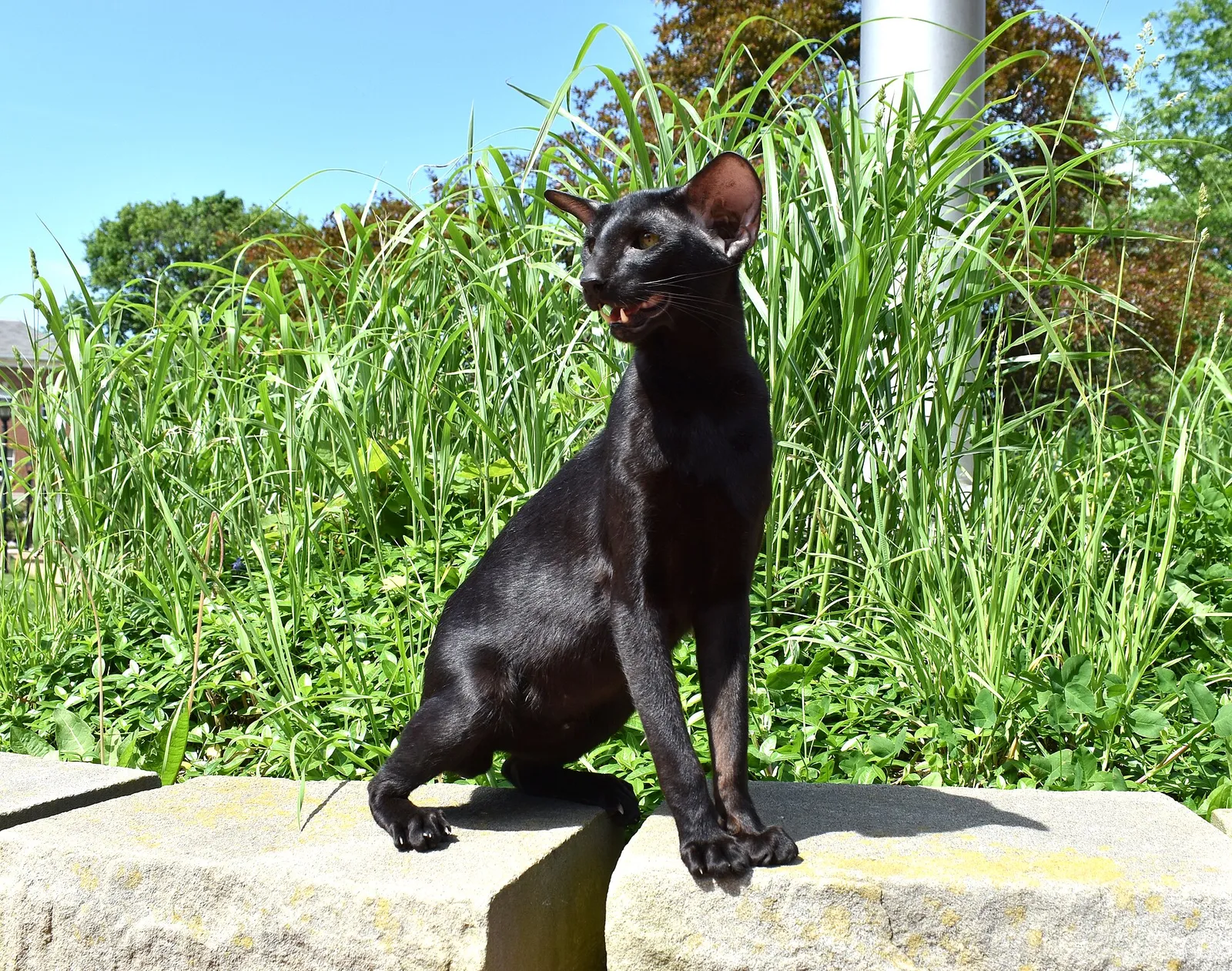 Geniş kulaklı, siyah Oriental Shorthair kedisi taş bir duvar üzerinde güneşte oturuyor.