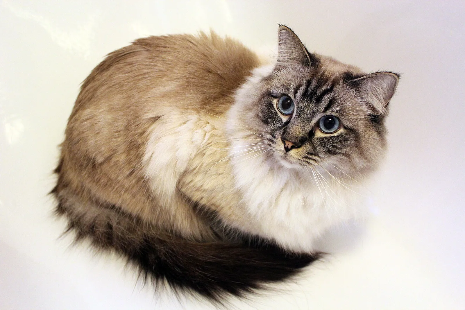 Mavi gözlü, seal tabby colourpoint desenli yarı uzun tüylü Ragdoll kedisi beyaz zeminde uzanıyor