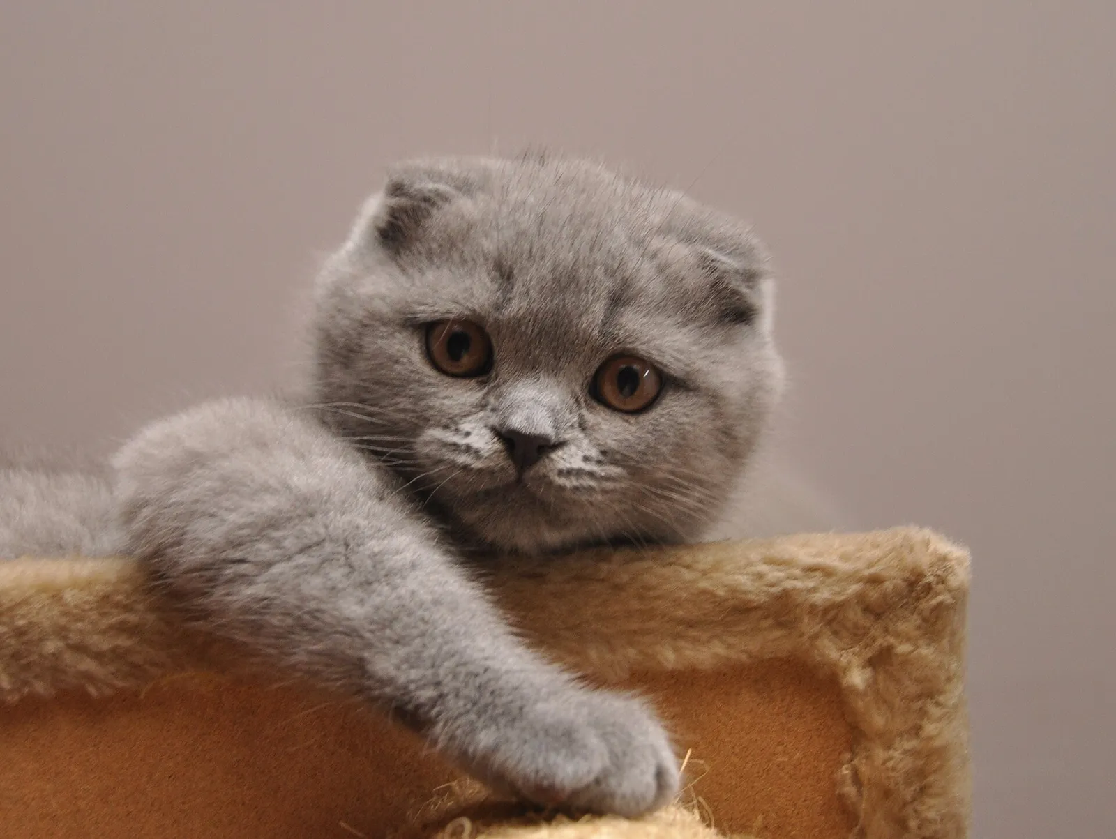 Katlanmış kulaklarıyla tahta bloğa uzanan gri Scottish Fold yavrusu kameraya bakıyor