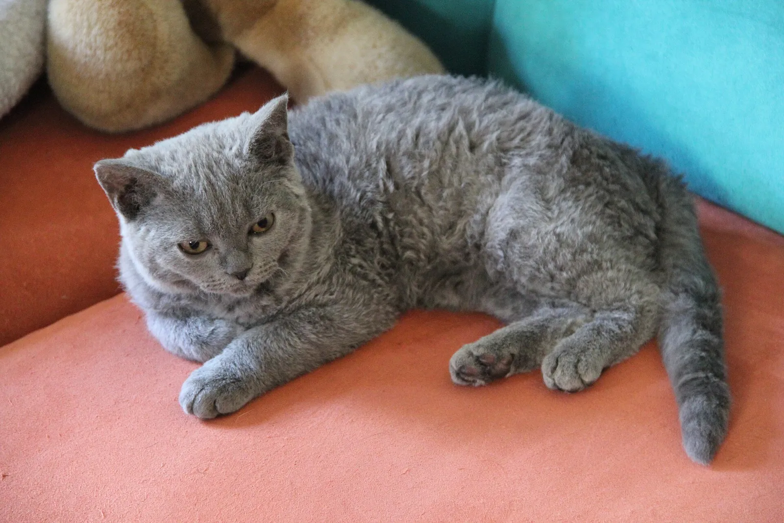 Kıvırcık tüylü kürkü ve yuvarlak yüzüyle kanepede uzanmış genç gri bir Selkirk Rex kedisi