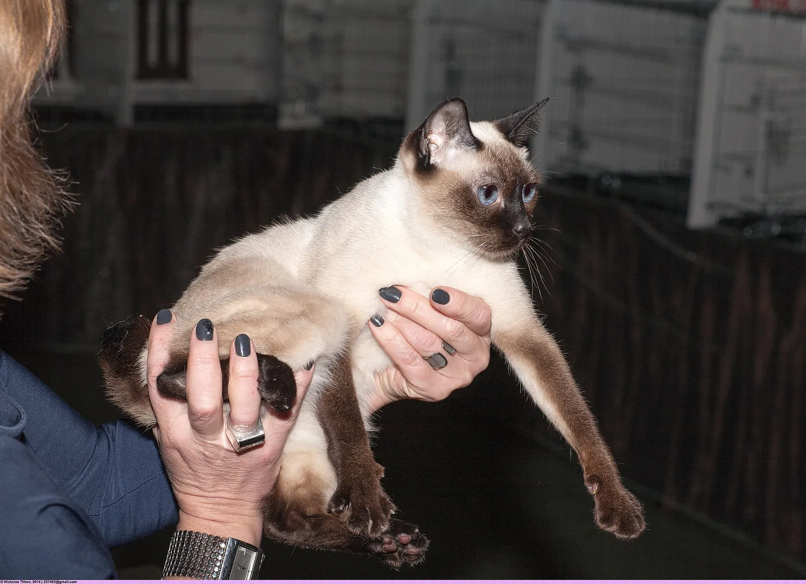 Kedi fuarında kollar arasında tutulan, seal-point desenli ve mavi gözlü, küçük yapılı bir Toybob kedisi.